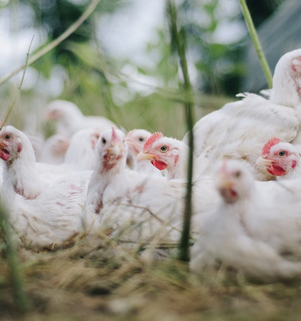 Drie nieuwe gevallen van vogelgriep in Vlaanderen