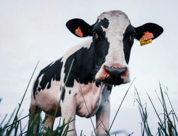 Daling Belgische melkproductie weerspiegelt Europese krimp