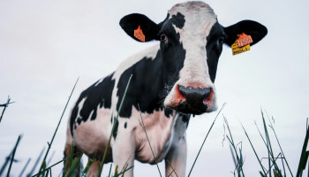 Opnieuw MKZ-uitbraken bij rundvee in Hongarije, strengere maatregelen van kracht