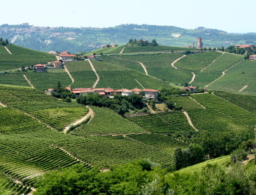 Italië is grootste wijnproducent ter wereld