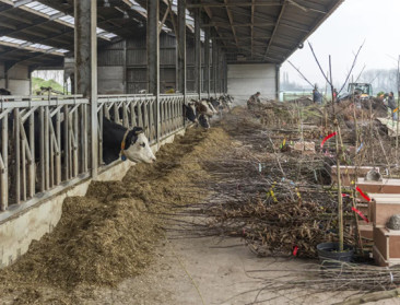 Recordaantal Oost-Vlaamse boeren plant bomen en hagen