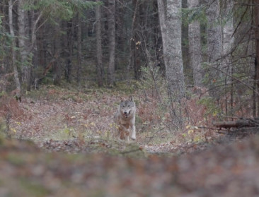 Dat wolven nodig zijn om het ecosysteem te ‘reguleren’, is een romantische fantasie