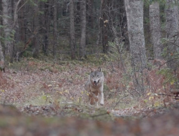 "Wie ‘ja’ zegt tegen biodiversiteit, zegt ook ‘ja’ tegen de wolf"