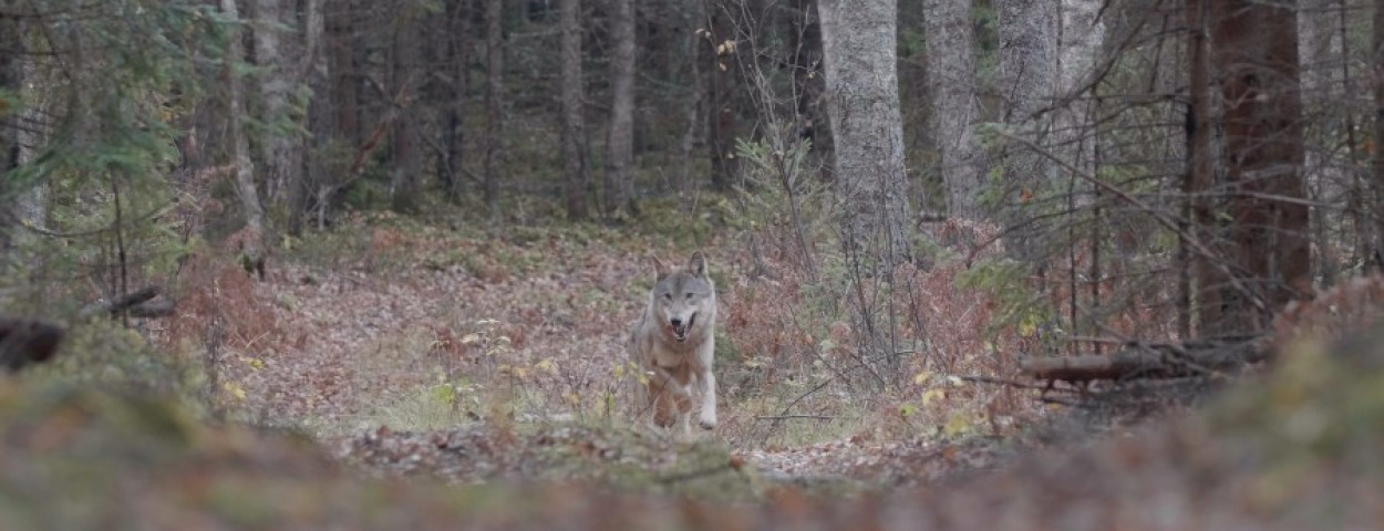 Wolf Cees Van Kempen WelkomWolf bos