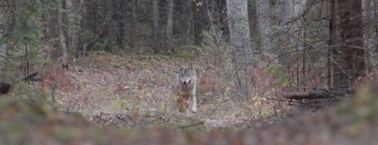 Wolf Cees Van Kempen WelkomWolf bos