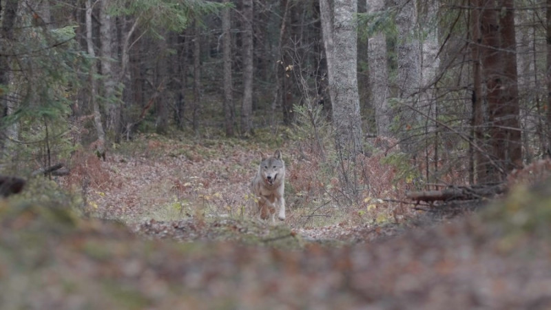 Wolf Cees Van Kempen WelkomWolf bos