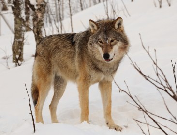 Natuurorganisaties laten hun tanden zien na “misleidende informatie” van von der Leyen over wolven