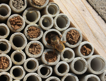 Bestuiving door insecten in ons land 250 mln euro waard