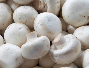 Overheid herbevestigt steun voor champignonsector