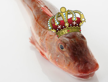 Rode poon kroont zich tot vis van het jaar