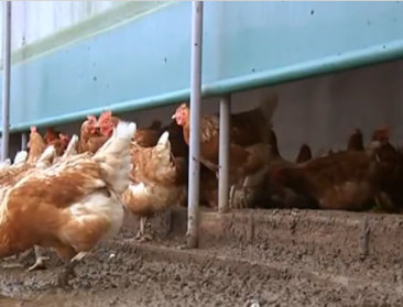 Pluimveesector ongerust over laagpathogene vogelgriep