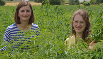 Een mooie oogst en slechts één boze buurman: hennep groeit hoog in Bottelare