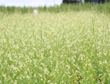 Proefcentrum Herent schuwt experimenteel onderzoek niet
