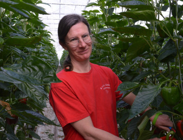 Liesbeth Lambrecht oogst eerste kleurrijke paprika's: "Dit is nog altijd handwerk"