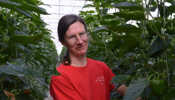 Liesbeth Lambrecht oogst eerste kleurrijke paprika's: "Dit is nog altijd handwerk"
