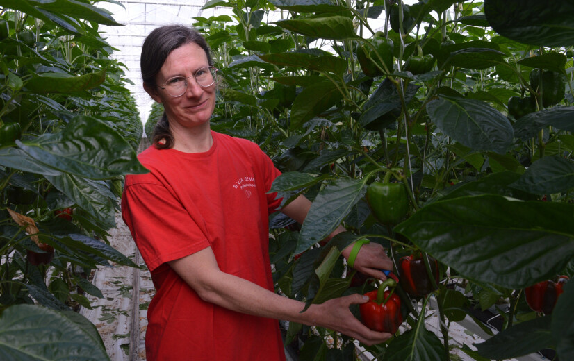 Liesbeth Lambrecht oogst eerste kleurrijke paprika's: "Dit is nog altijd handwerk"