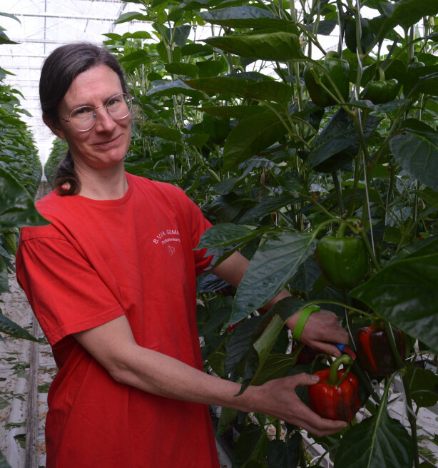 Liesbeth Lambrecht oogst eerste kleurrijke paprika's: "Dit is nog altijd handwerk"