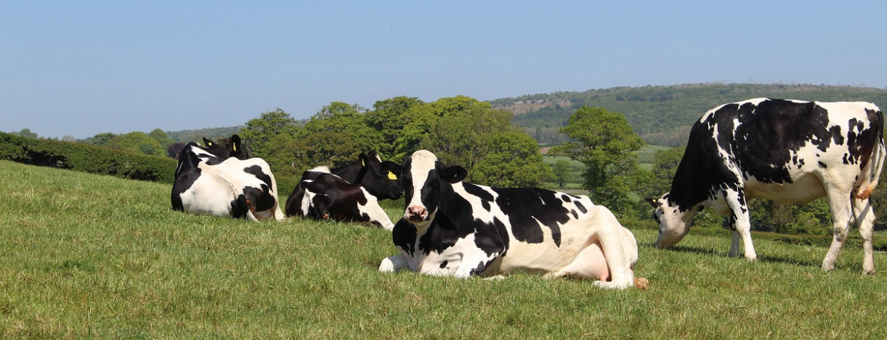 melkveeweideholstein