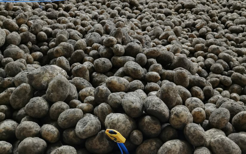 60 aardappeltelers nemen deel aan grote aardappelactie op 18 april