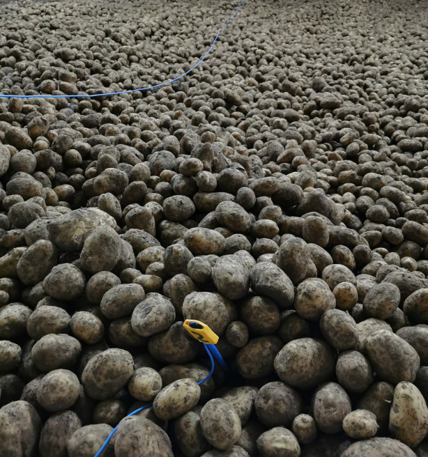 60 aardappeltelers nemen deel aan grote aardappelactie op 18 april