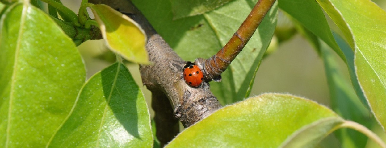 lieveheersbeestje-ipm-plaagdruk-gewasbescherming-1250