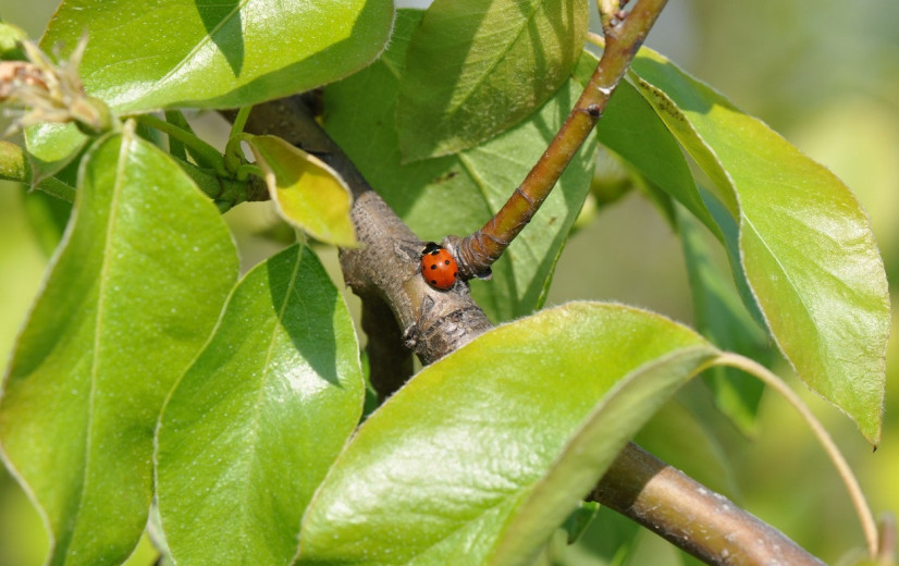 Europa wil snellere goedkeuring biologische bestrijdingsmiddelen