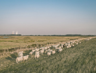 Strenge controles op vlees van dieren uit het Verdronken Land van Saeftinghe na vondst hoge PFAS-waarden