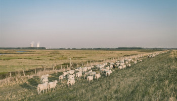 Strenge controles op vlees van dieren uit het Verdronken Land van Saeftinghe na vondst hoge PFAS-waarden