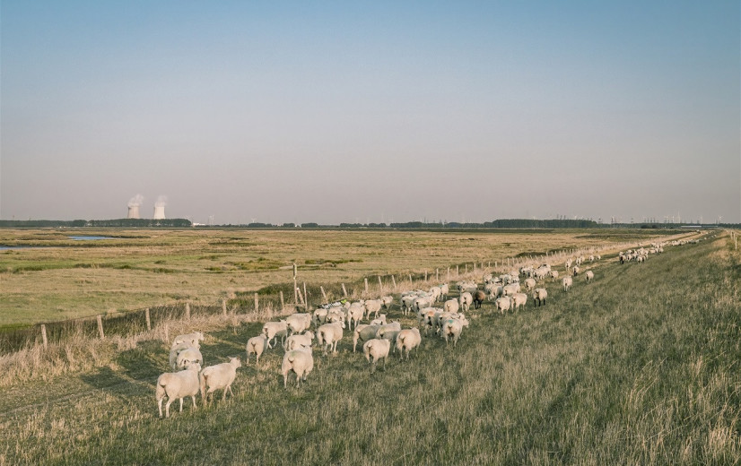 Strenge controles op vlees van dieren uit het Verdronken Land van Saeftinghe na vondst hoge PFAS-waarden