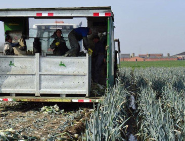Van alle prei in Europa wordt 15% in Vlaanderen geteeld