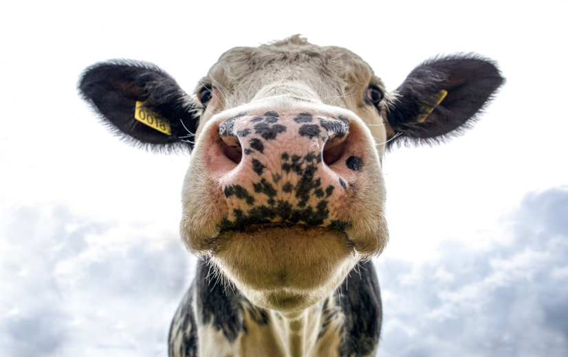 “Herdefiniëring van landbouw kan toekomst veeteeltbedrijven versterken”