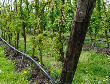 Limburgse platteland krijgt nieuwe investeringsinjectie