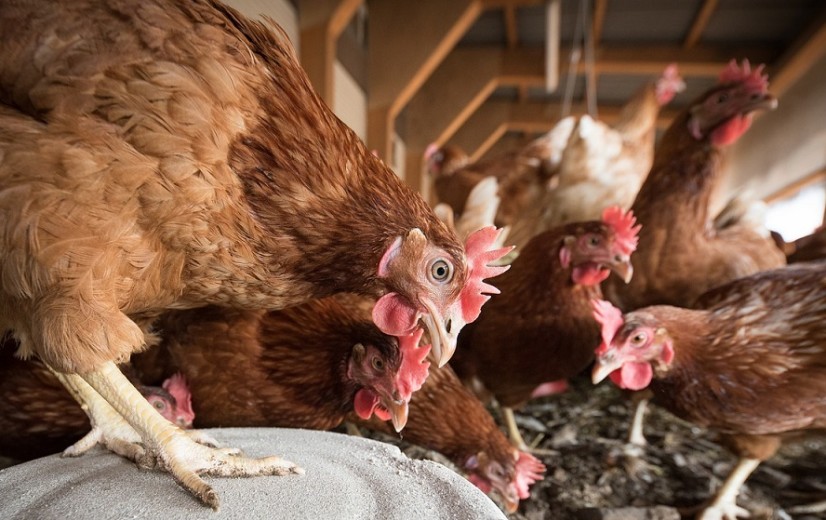 Sanitair Fonds pluimvee onder druk door vogelgriep: “Uitbraken teren reserves uit”