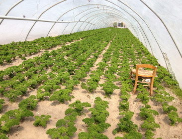 Europese Commissie handhaaft wetsvoorstel bio