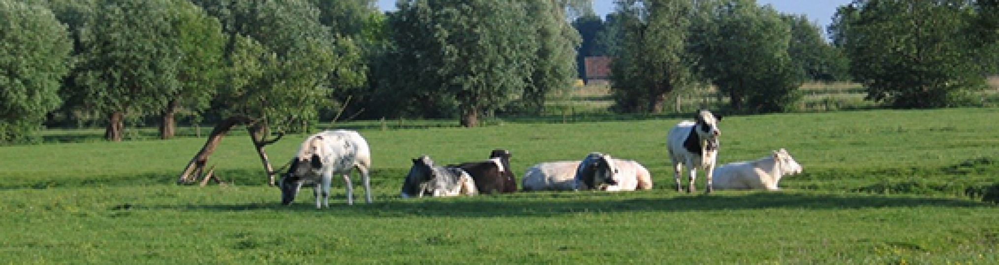 Praktijkinformatie voor de vleesveehouder