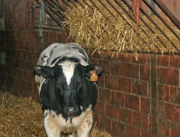 Onbekende doodt twee stieren met een schot in de neus