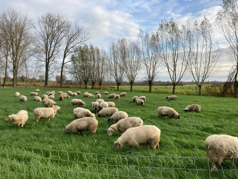 schapen martine van landeghem
