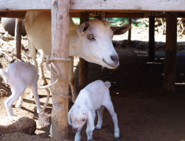 Jan Leyers verkoopt geiten voor het goede doel