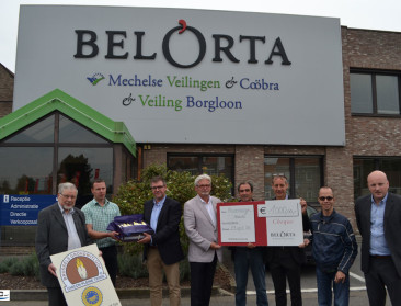 Grondwitloofseizoen is weer van start gegaan