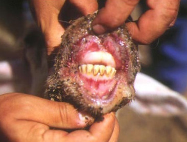 Houdt winter oprukkend blauwtongvirus in Frankrijk?