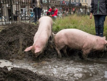 Gent krijgt dit jaar spilvarkens op 5 locaties