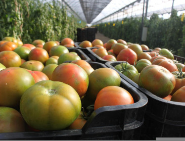 Belichte teelten onder druk: komende winter wellicht geen Vlaamse tomaten