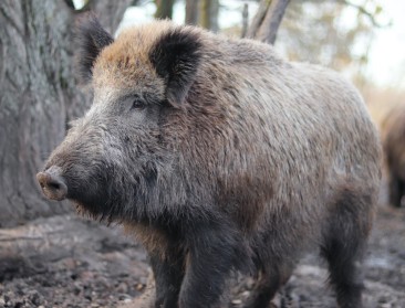 5 nieuwe gevallen van varkenspest in Duitsland