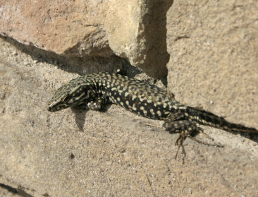 "Derde Europese reptielen bedreigd door pesticiden"