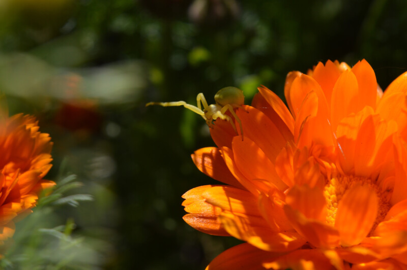 insect bloem biodiversiteit spin