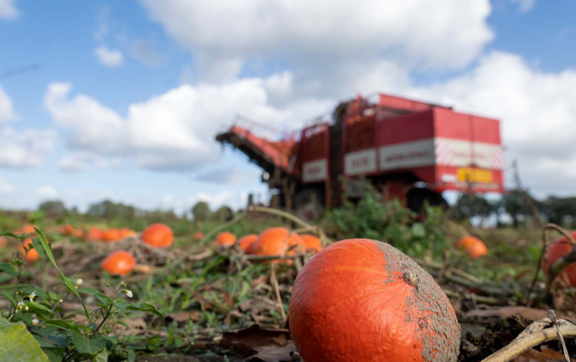 Groeiende populariteit Halloween doet pompoenareaal stijgen
