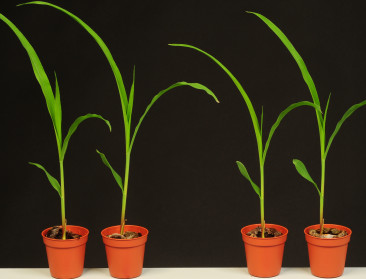 "Ggo-debat niet te velde, wel stroomopwaarts"