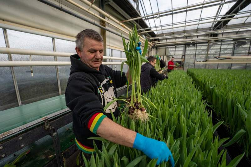 Tulpen plukken bij Tuliflor