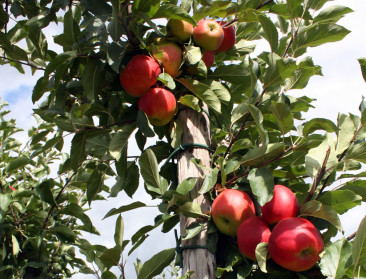 Greenpeace neemt gewasbescherming fruit onder vuur
