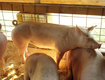 Europese boeren produceren meer vlees, melk en granen